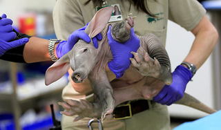 Illustration for article titled Nobody knows if this baby aardvark is a boy or a girl